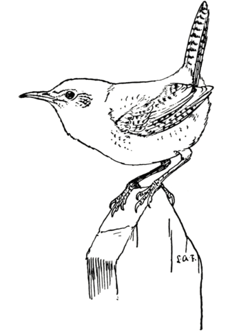 House Wren Coloring Page